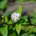 Propagate Deutzia