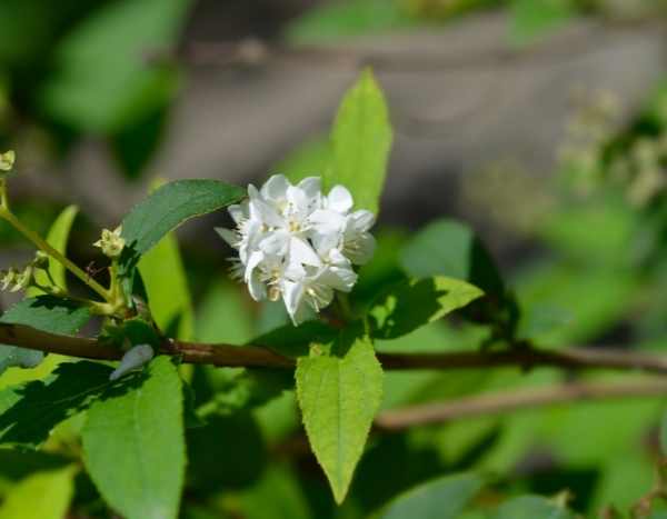 Propagate Deutzia