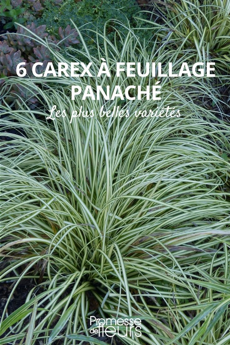 Finest Carex Varieties