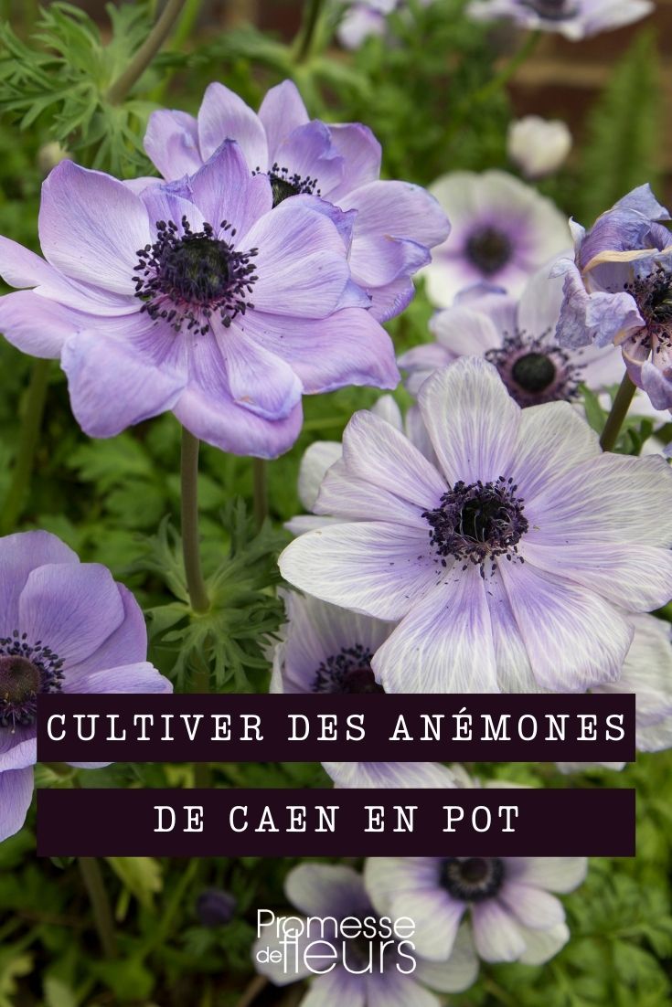 Growing Caen Anemone in Pots