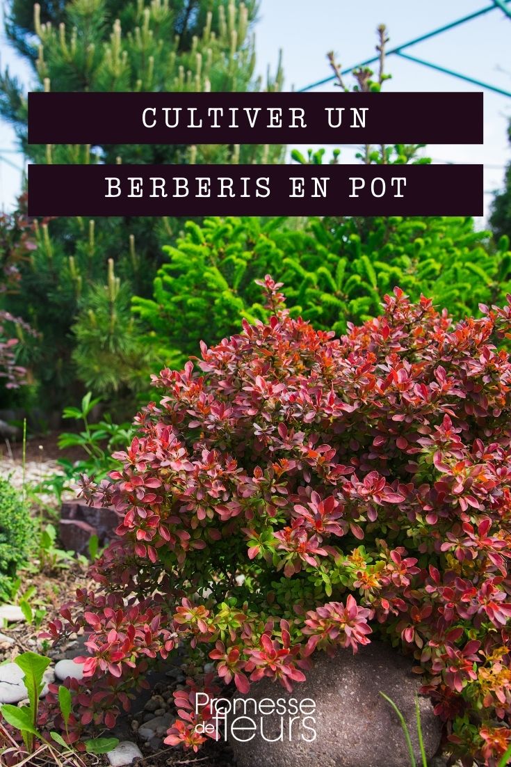 Growing Barberry in a Pot