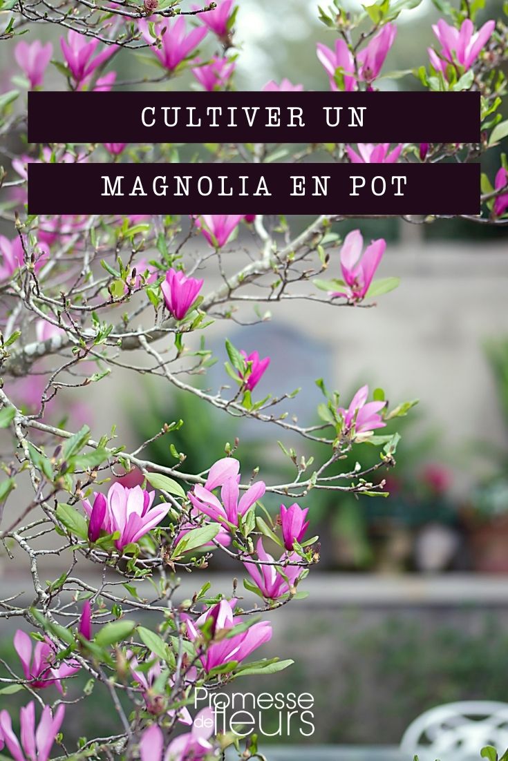 Growing Magnolia in a Pot