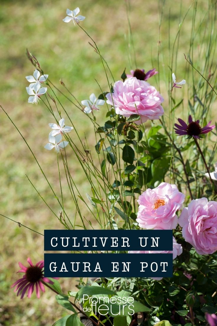 Growing a Gaura in a Pot