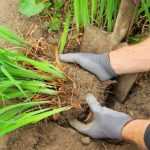 How to divide a perennial?