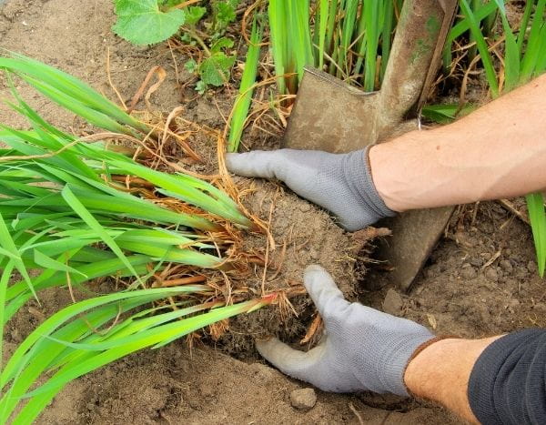 How to divide a perennial?