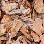 Pine bark: uses, advantages and disadvantages