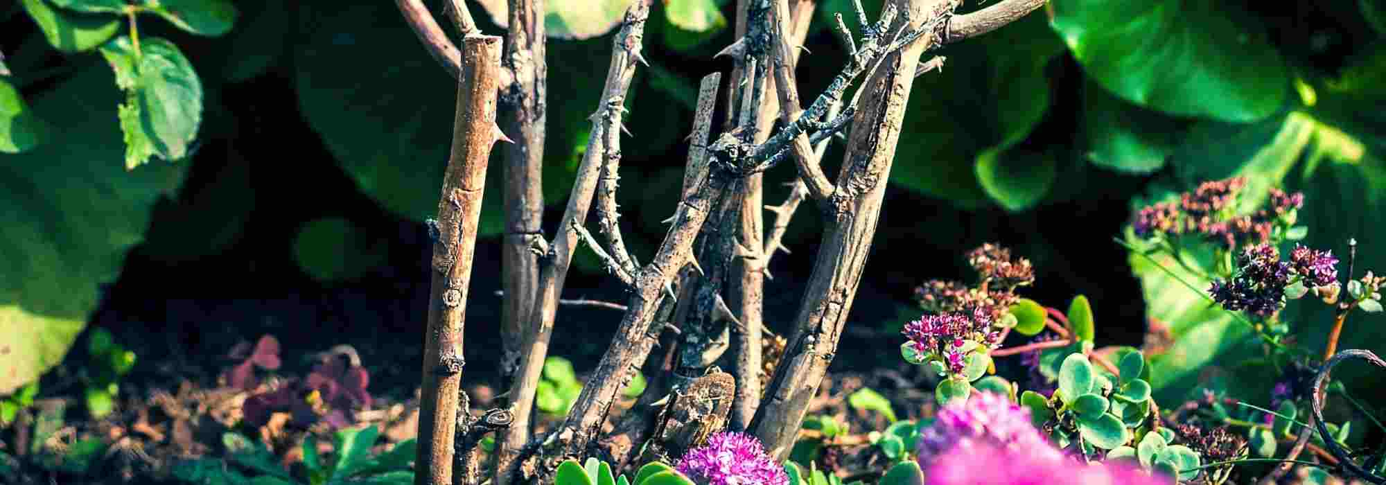 How to remove an old rose bush?