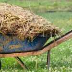 Manure: 10 mistakes to avoid