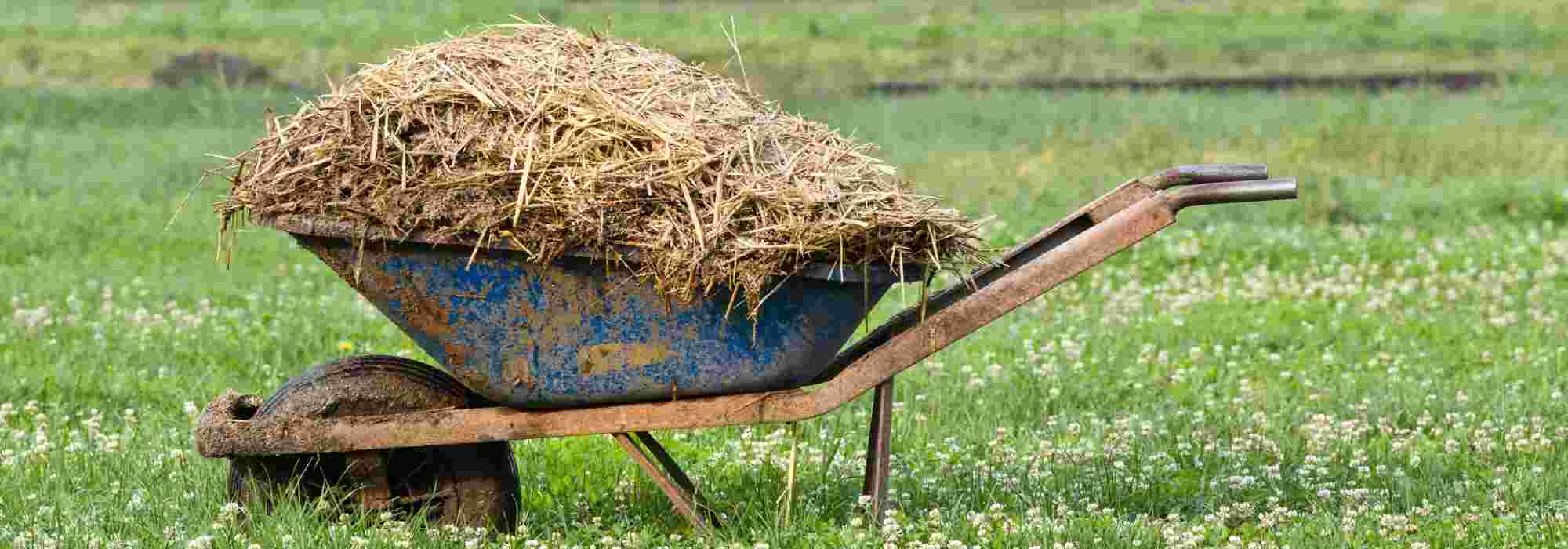 Manure: 10 mistakes to avoid
