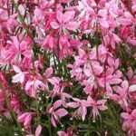 How to propagate Gaura<em> </em>? Our tutorial