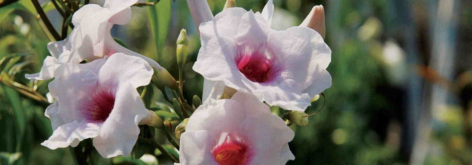 6 climbing plants that flower all summer