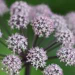 Pairing ideas with angelicas