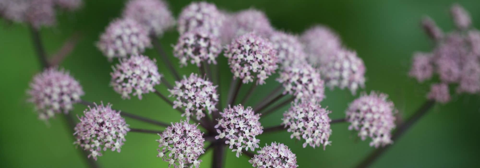 Pairing ideas with angelicas