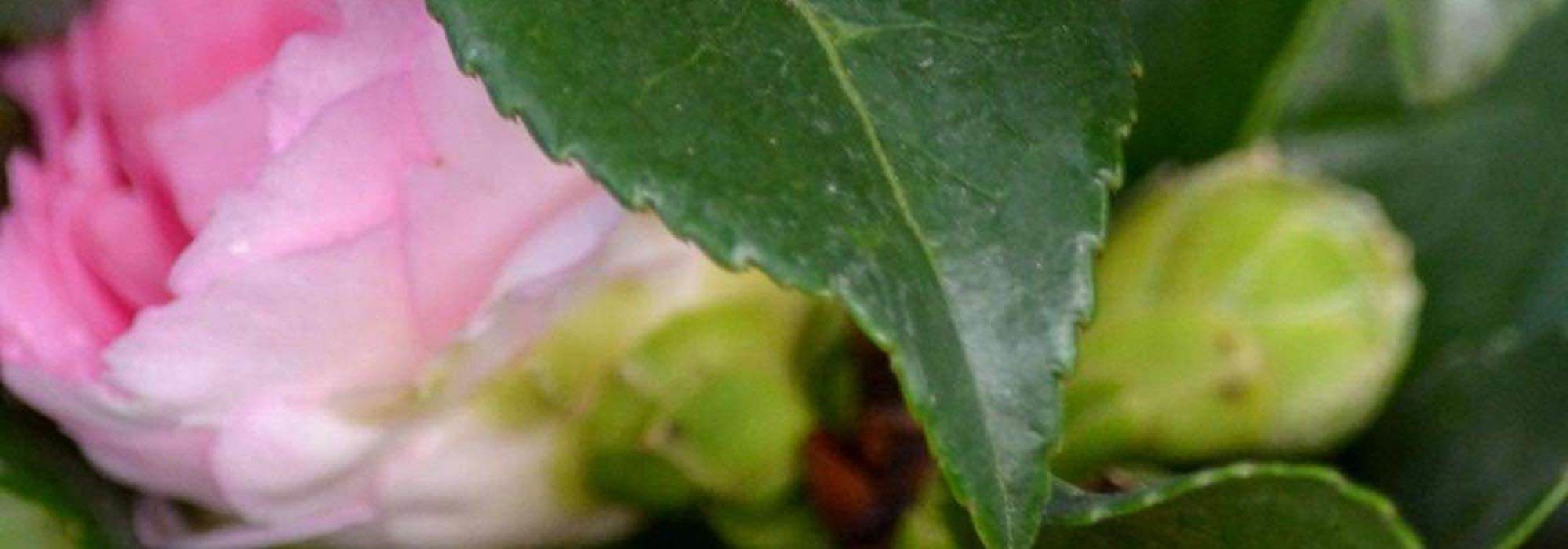 Camelia sick: what to do?