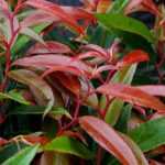 Pairing ideas with Leucothoe
