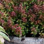 Growing a leucothoe in a pot