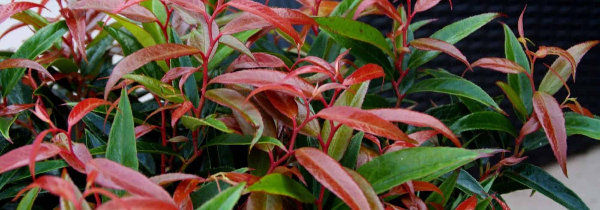 Pairing ideas with Leucothoe
