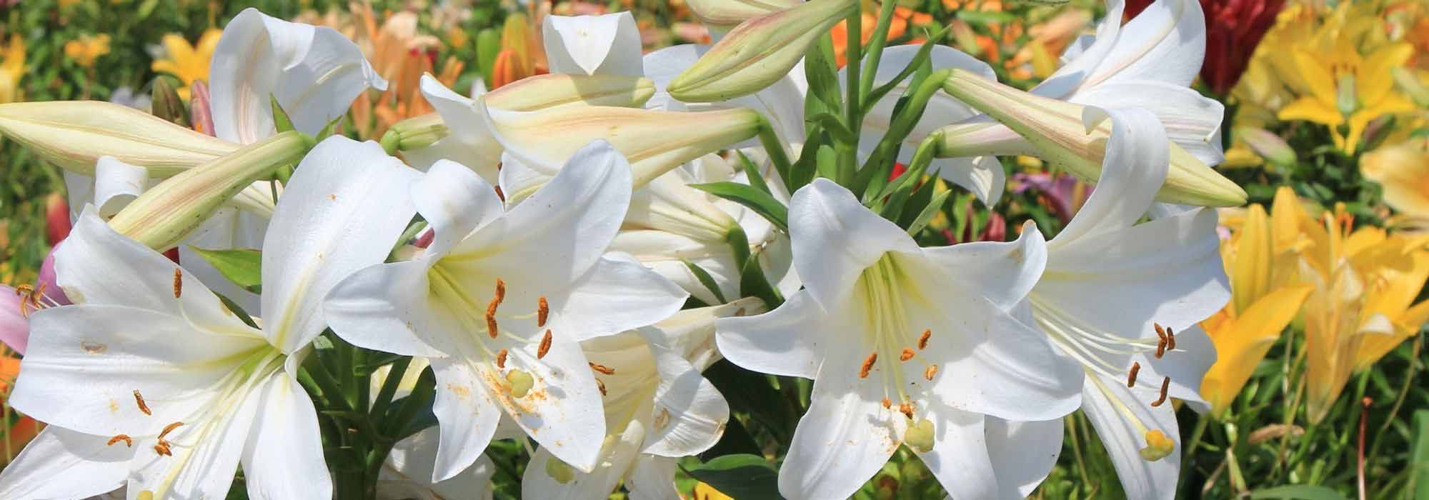 Pairing Lilies