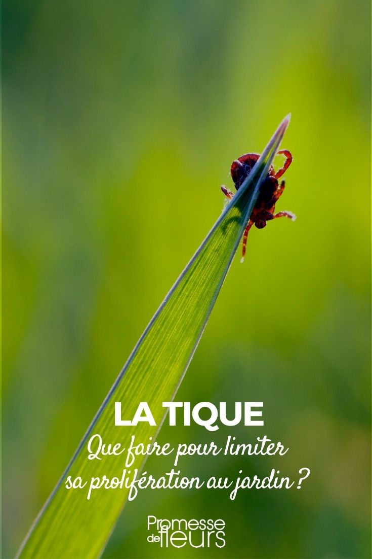 Fighting Ticks in the Garden