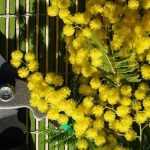 When and how to prune mimosa?