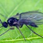 Soil fly: how to get rid of it?