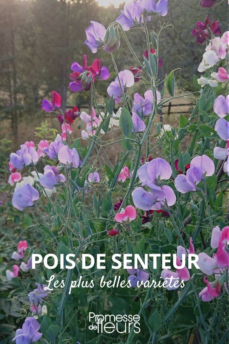 Sweet Pea: Most Beautiful Varieties