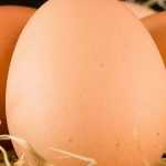 Chicken eggs in 10 questions/answers