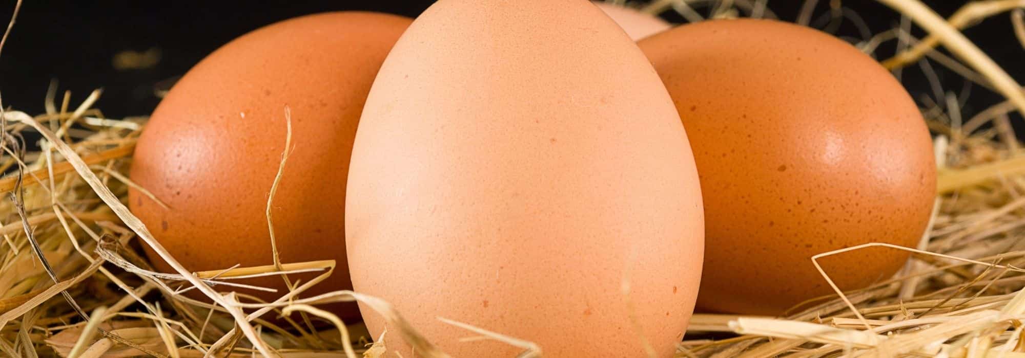 Chicken eggs in 10 questions/answers