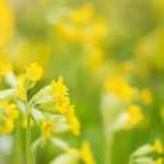 7 yellow primroses to grow in the garden