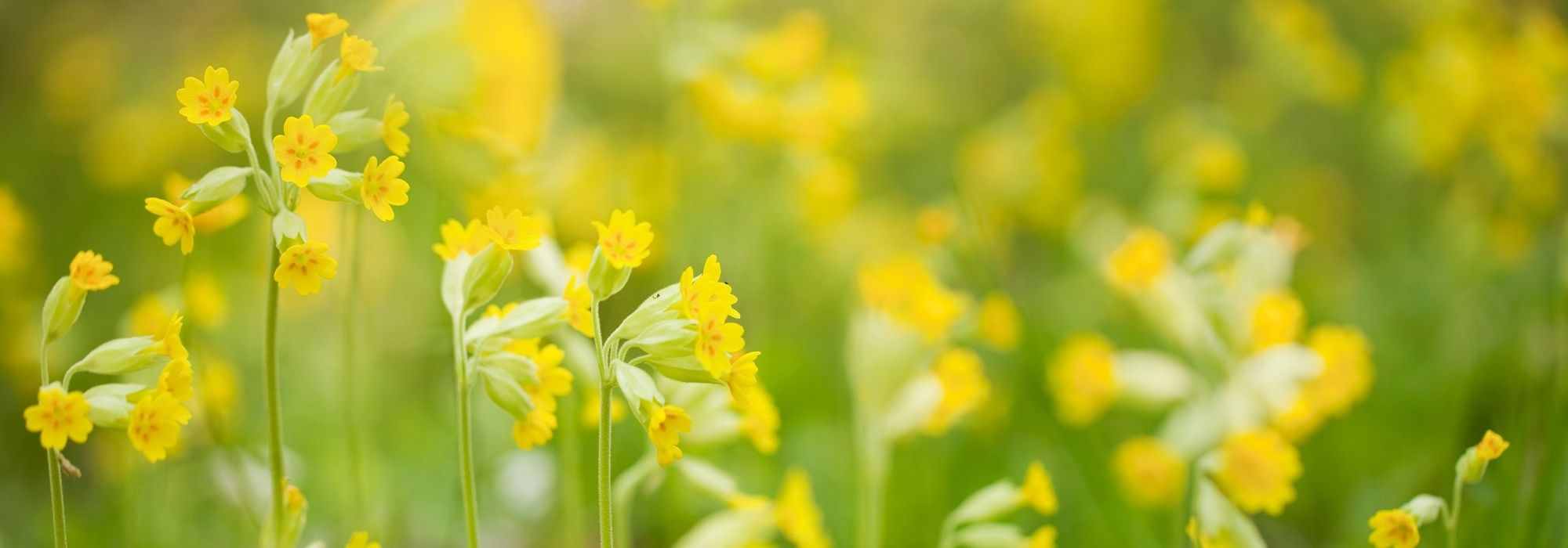 7 yellow primroses to grow in the garden