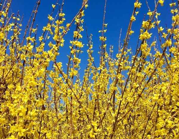 Pruning forsythia
