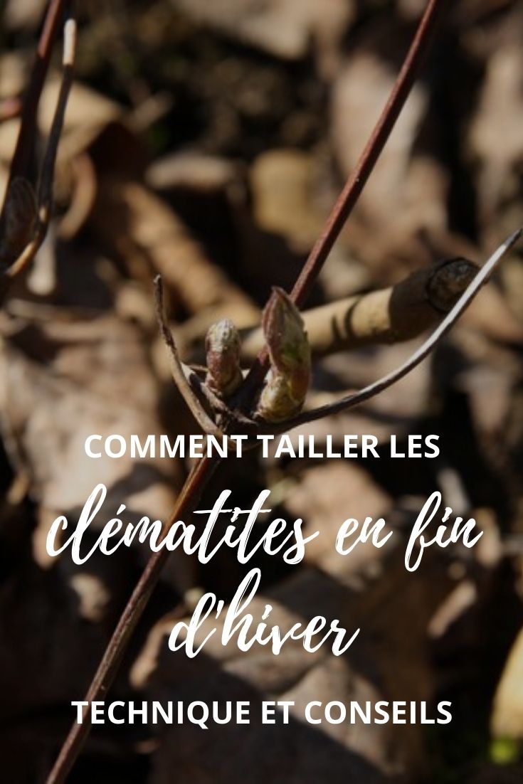 Pruning Clematis