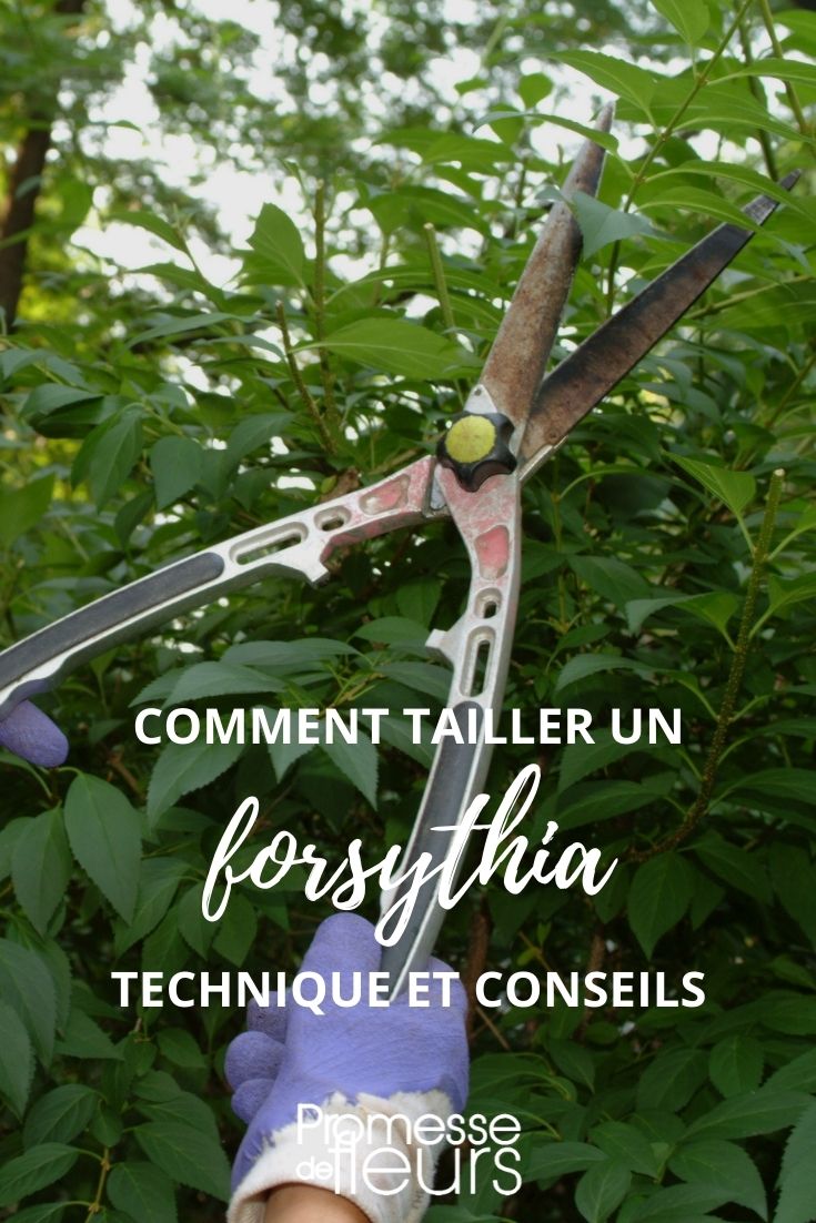 Pruning a Forsythia