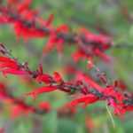 8 red-flowered perennials to ignite your garden