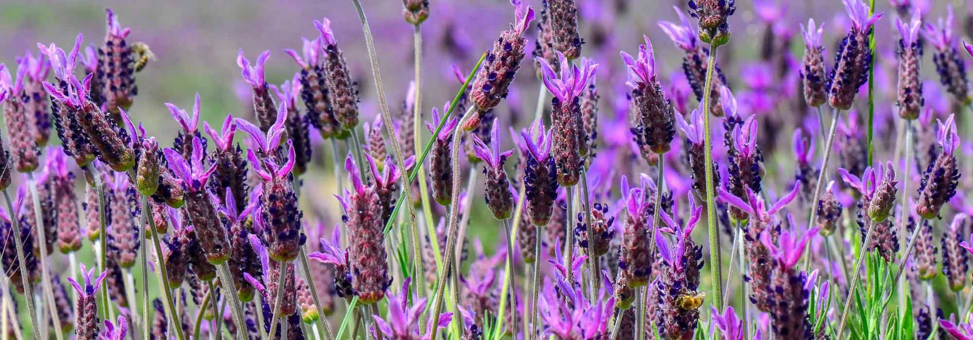 6 Mediterranean perennials