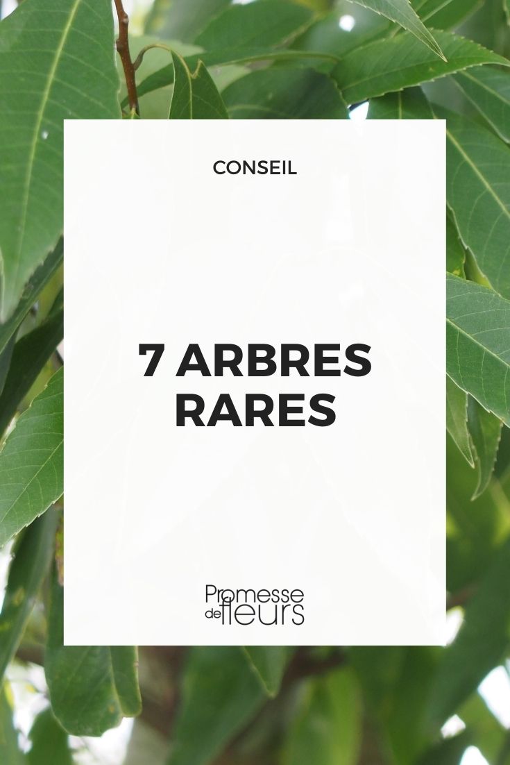7 Rare Trees