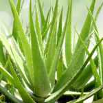 Diseases and pests of Aloe