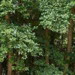 10 trees for heavy, wet soil