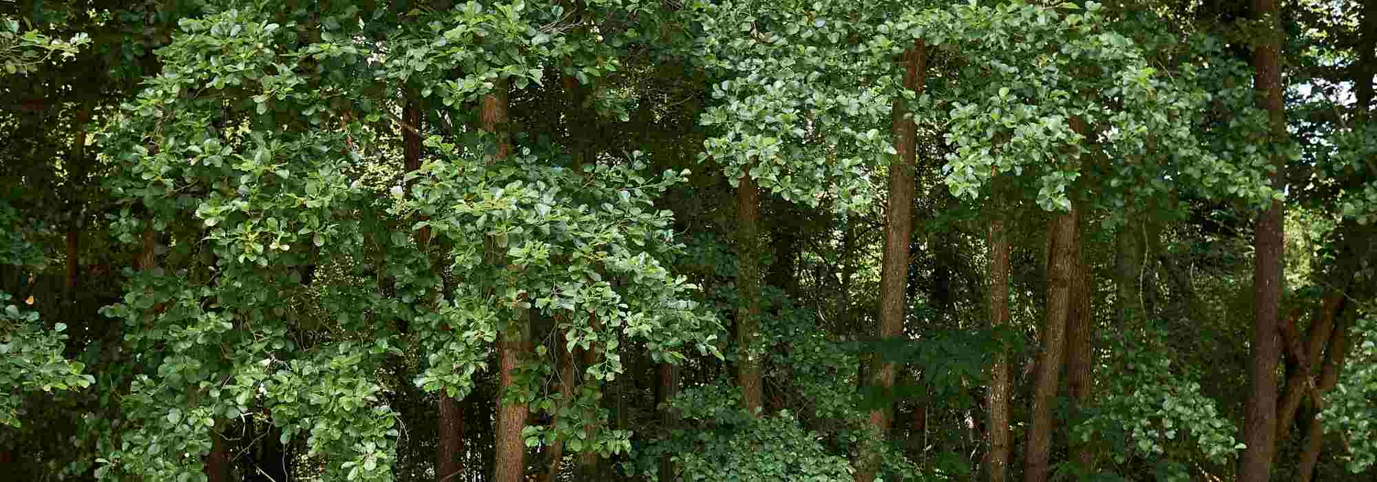 10 trees for heavy, wet soil