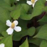 Pairing ideas with Houttuynia