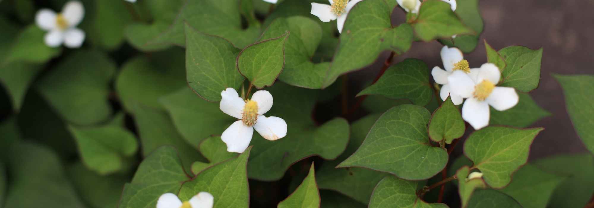 Pairing ideas with Houttuynia