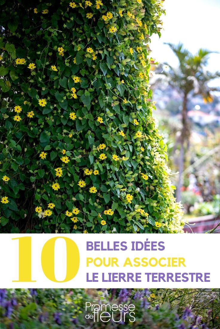 Associate Black-eyed Susan