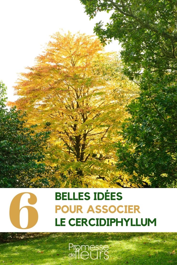 Associate the katsura tree