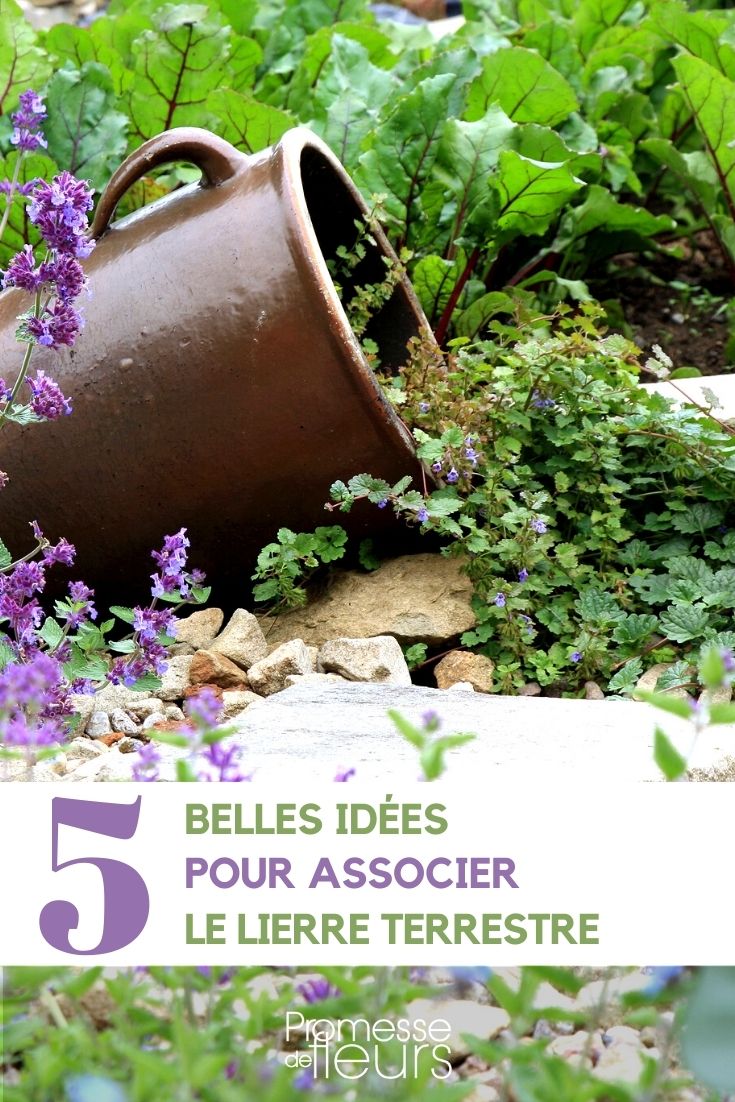 [plant id="1234" common_name="Ground Ivy"]