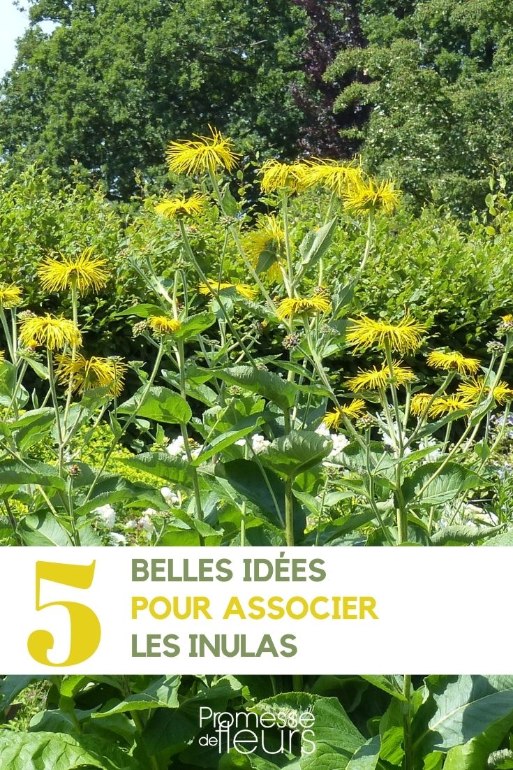 [naked] association inule inula [naked] elecampane in the garden