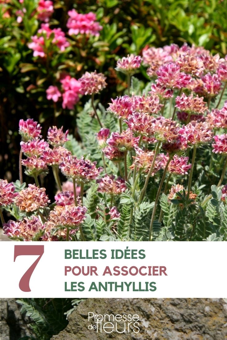 Associate the kidney vetches