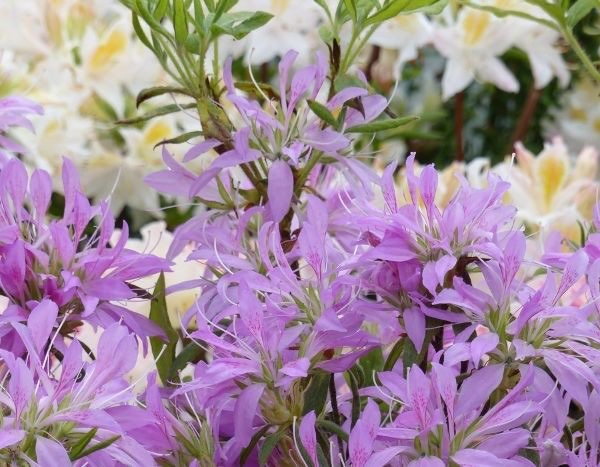 How to prune an azalea?