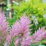 Choosing an Astilbe