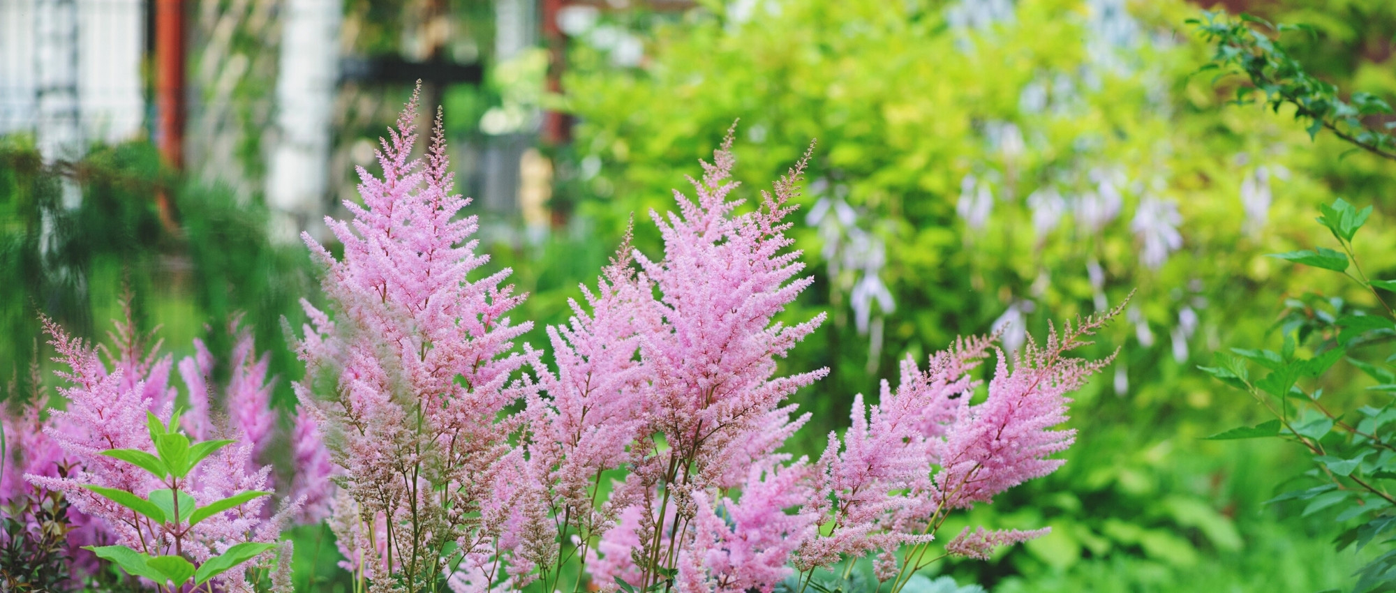 Choosing an Astilbe