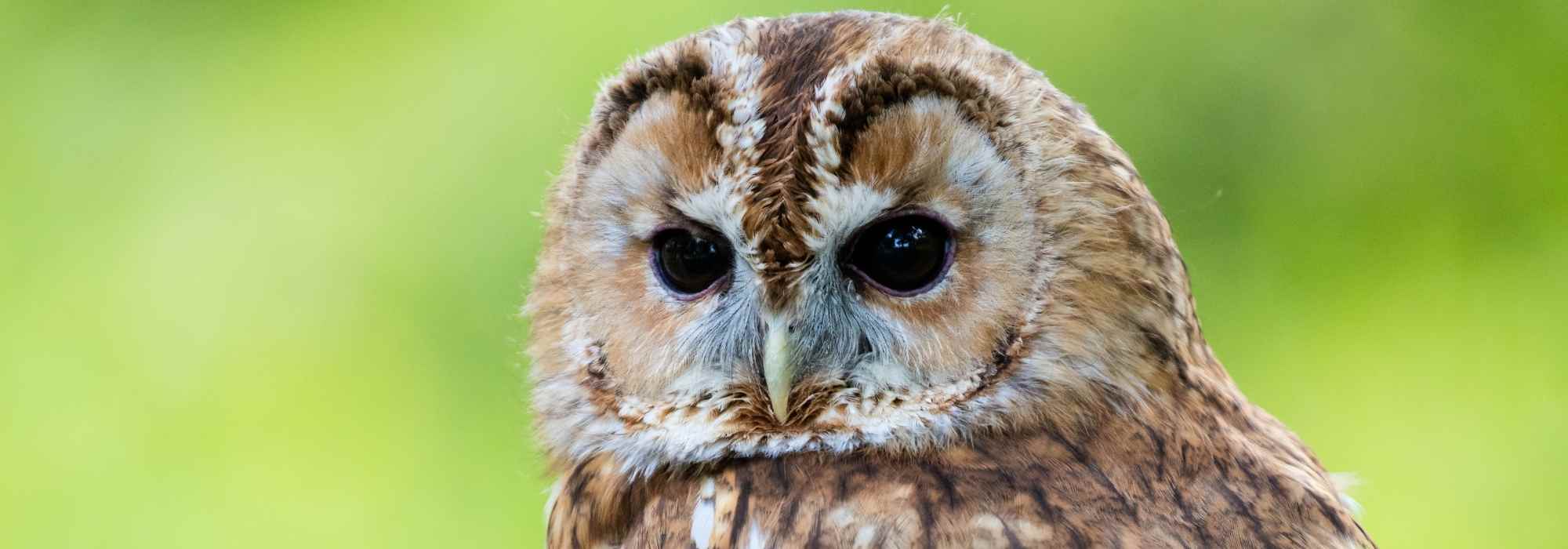Tawny owl in the garden